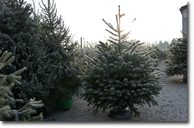 Verschillende soorten kerstbomen