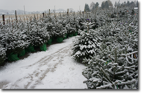 Meer dan 1000 echte kerstbomen